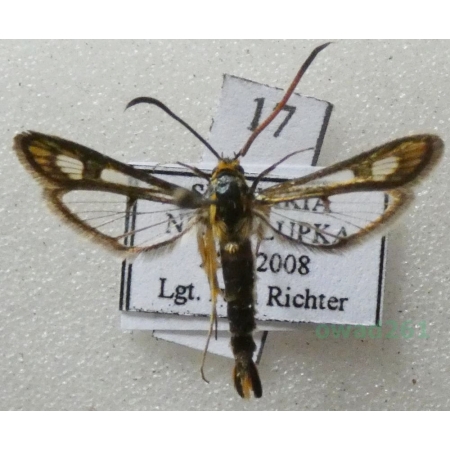 Chamaesphecia hungarica (Tomala, 1901) Przeziernik węgierski Slovakia17